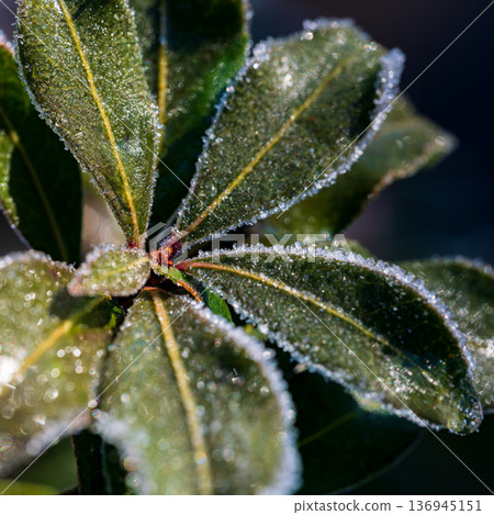 阿塞比樹葉上結霜，日本仙人掌樹上結霜 136945151