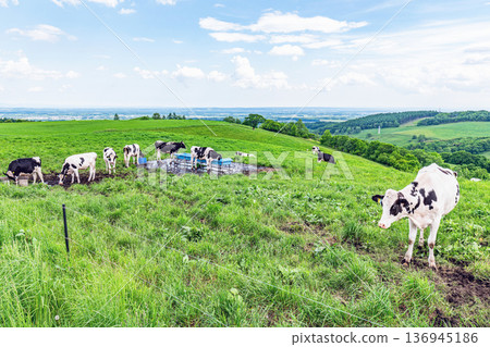 Holsteins grazing on a farm (dairy farming image) Holsteins grazing on a farm (dairy farming image) 136945186