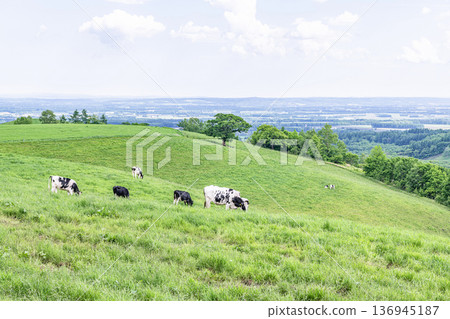 荷蘭乳牛在農場吃草(乳牛養殖圖片) 荷蘭乳牛在農場吃草(乳牛養殖圖片) 136945187