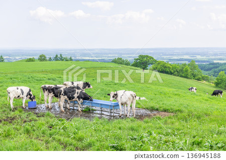 Holsteins grazing on a farm (dairy farming image) Holsteins grazing on a farm (dairy farming image) 136945188