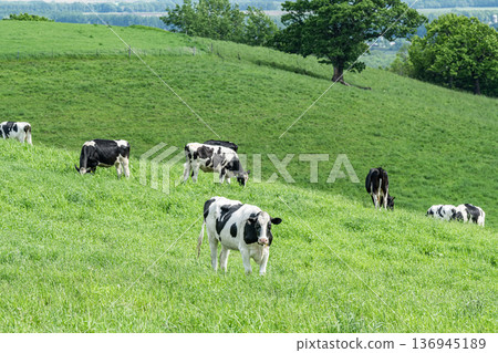 Holsteins grazing on a farm (dairy farming image) Holsteins grazing on a farm (dairy farming image) 136945189