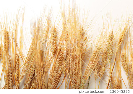 Wheat stalks arranged in a horizontal line with a light background in a simple layout Wheat stalks arranged in a horizontal line with a light background in a simple layout 136945255