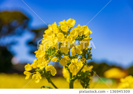 強姦開花發光在藍天 136945309