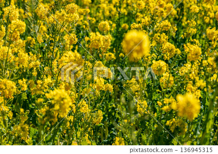 Rape blossoms shining in the blue sky 136945315