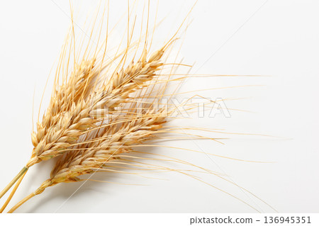 Wheat stalks arranged neatly on a white background for display and study purposes Wheat stalks arranged neatly on a white background for display and study purposes 136945351