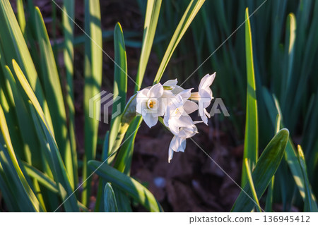 White daffodil flowers blooming on the roadside White daffodil flowers blooming on the roadside 136945412