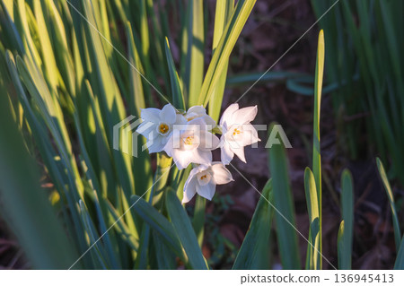 White daffodil flowers blooming on the roadside White daffodil flowers blooming on the roadside 136945413