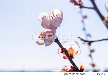 藍天白雲，梅花盛開，散發著清新的香氣。 136945447