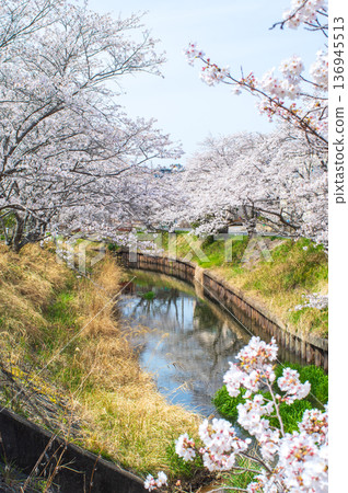 Shikagawa Senbonzakura (Kawajimacho, Yokkaichi City, Mie Prefecture) 136945513