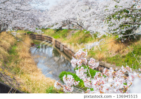 Shikagawa Senbonzakura (Kawajimacho, Yokkaichi City, Mie Prefecture) 136945515