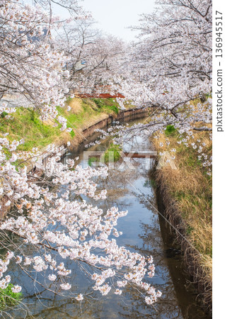 Shikagawa Senbonzakura (Kawajimacho, Yokkaichi City, Mie Prefecture) Shikagawa Senbonzakura (Kawajimacho, Yokkaichi City, Mie Prefecture) 136945517