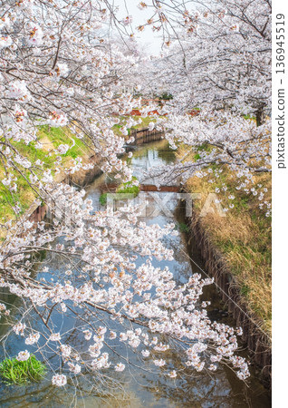 Shikagawa Senbonzakura (Kawajimacho, Yokkaichi City, Mie Prefecture) 136945519