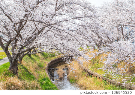 Shikagawa Senbonzakura (Kawajimacho, Yokkaichi City, Mie Prefecture) 136945520