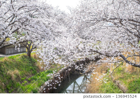 Shikagawa Senbonzakura (Kawajimacho, Yokkaichi City, Mie Prefecture) 136945524