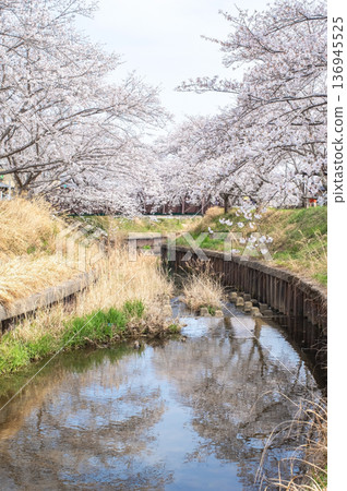 Shikagawa Senbonzakura (Kawajimacho, Yokkaichi City, Mie Prefecture) 136945525