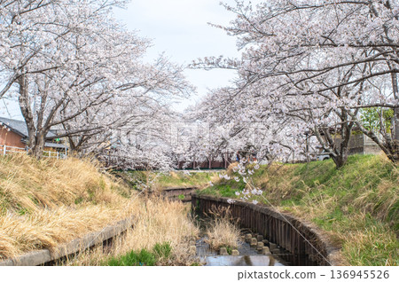 Shikagawa Senbonzakura (Kawajimacho, Yokkaichi City, Mie Prefecture) 136945526