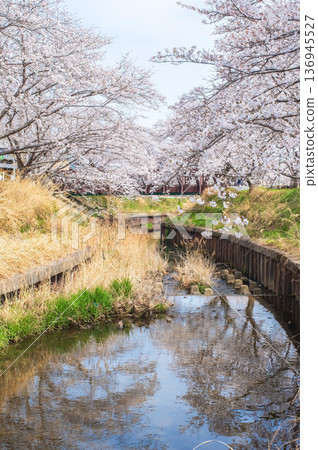 Shikagawa Senbonzakura (Kawajimacho, Yokkaichi City, Mie Prefecture) 136945527