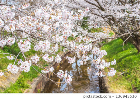 Shikagawa Senbonzakura (Kawajimacho, Yokkaichi City, Mie Prefecture) 136945530