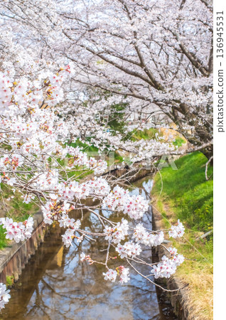 Shikagawa Senbonzakura (Kawajimacho, Yokkaichi City, Mie Prefecture) 136945531