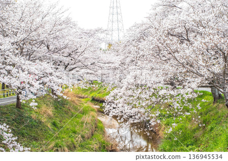 Shikagawa Senbonzakura (Kawajimacho, Yokkaichi City, Mie Prefecture) Shikagawa Senbonzakura (Kawajimacho, Yokkaichi City, Mie Prefecture) 136945534