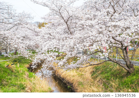 Shikagawa Senbonzakura (Kawajimacho, Yokkaichi City, Mie Prefecture) 136945536