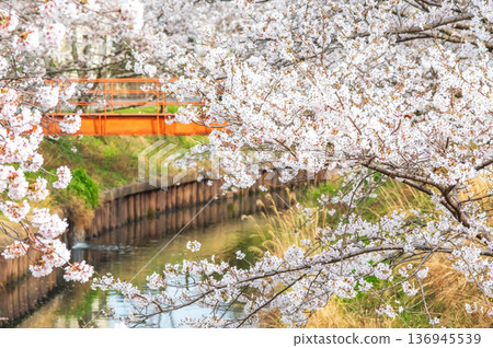 Shikagawa Senbonzakura (Kawajimacho, Yokkaichi City, Mie Prefecture) 136945539