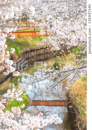 鹿川千本櫻(三重縣四日市市河島町) 鹿川千本櫻(三重縣四日市市河島町) 136945540