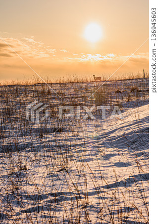 Orange-colored winter coast and deer silhouettes Orange-colored winter coast and deer silhouettes 136945603