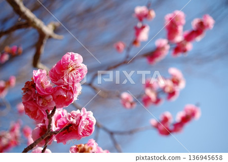 紅梅花映襯藍天，春意盎然。 136945658