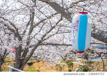 Shikagawa Senbonzakura (Kawajimacho, Yokkaichi City, Mie Prefecture) Shikagawa Senbonzakura (Kawajimacho, Yokkaichi City, Mie Prefecture) 136945757
