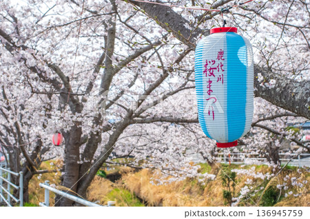 Shikagawa Senbonzakura (Kawajimacho, Yokkaichi City, Mie Prefecture) 136945759