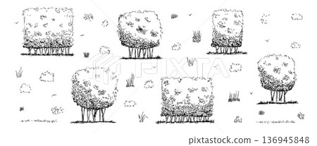 Tree, garden hedge sketchy set. Shrubbery for a garden or park illustration ink pen drawn. Shrub and tree topiary as a boxwood. Vintage vector plants and grass illustration isolated on white bg 136945848