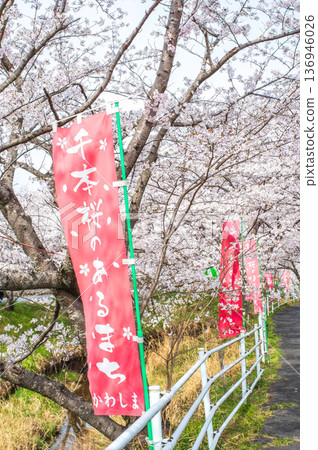 Shikagawa Senbonzakura (Kawajimacho, Yokkaichi City, Mie Prefecture) 136946026