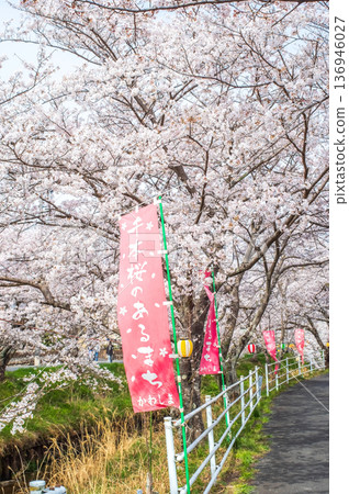 Shikagawa Senbonzakura (Kawajimacho, Yokkaichi City, Mie Prefecture) 136946027
