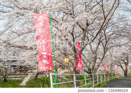 Shikagawa Senbonzakura (Kawajimacho, Yokkaichi City, Mie Prefecture) Shikagawa Senbonzakura (Kawajimacho, Yokkaichi City, Mie Prefecture) 136946029