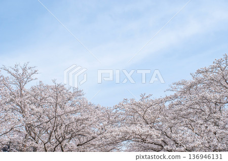 Shikagawa Senbonzakura (Kawajimacho, Yokkaichi City, Mie Prefecture) 136946131