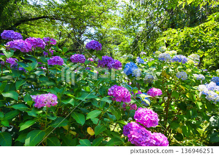 Beautiful hydrangeas at Hondo-ji Temple (Matsudo City, Chiba Prefecture) 136946251