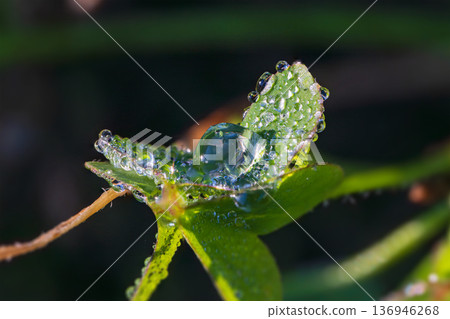 Frost and water droplets on wood sorrel leaves, at your feet on a winter morning 136946268
