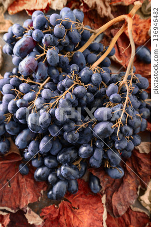 Blue grapes with dried-up vine leaves. Blue grapes with dried-up vine leaves. 136946482