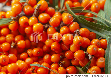 Sea-buckthorn berries with leaves. Sea-buckthorn berries with leaves. 136946511