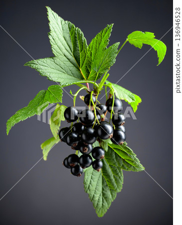 Branch of black currant  with leaves and ripe juicy berries. 136946528