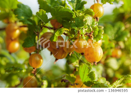 Close-up of ripe yellow gooseberry. Close-up of ripe yellow gooseberry. 136946595