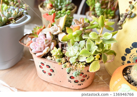A succulent-like succulent cactus planted in a succulent arrangement 136946766