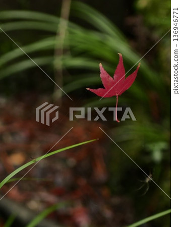 Floating Maple Leaves 136946771