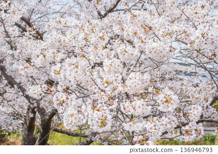 Cherry blossoms in full bloom (Kakagawa Senbonzakura, Kawajima-cho, Yokkaichi City, Mie Prefecture) 136946793