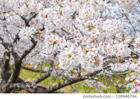 Cherry blossoms in full bloom (Kakagawa Senbonzakura, Kawajima-cho, Yokkaichi City, Mie Prefecture) 136946794