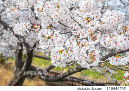Cherry blossoms in full bloom (Kakagawa Senbonzakura, Kawajima-cho, Yokkaichi City, Mie Prefecture) 136946795
