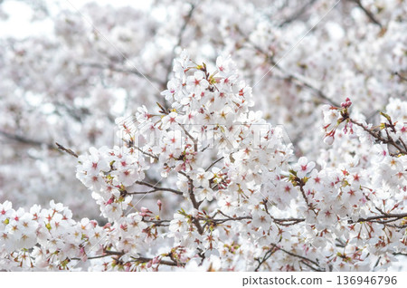 Cherry blossoms in full bloom (Kakagawa Senbonzakura, Kawajima-cho, Yokkaichi City, Mie Prefecture) Cherry blossoms in full bloom (Kakagawa Senbonzakura, Kawajima-cho, Yokkaichi City, Mie Prefecture) 136946796