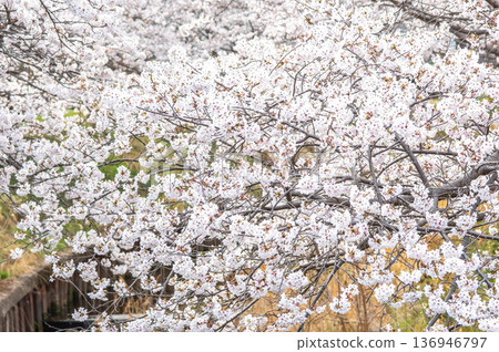盛開的櫻花(三重縣四日市川島町加賀川千本櫻) 盛開的櫻花(三重縣四日市川島町加賀川千本櫻) 136946797