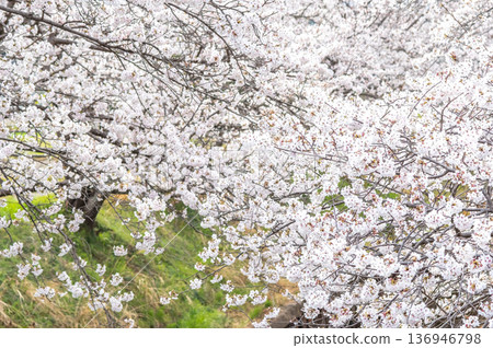 盛開的櫻花（三重縣四日市川島町加賀川千本櫻） 136946798